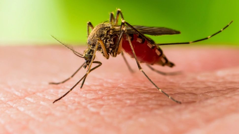 Cresc infectările cu West Nile în județul Brăila: 2 noi cazuri - Cifre oficiale INSP în România: peste 50 de cazuri și 8 decese