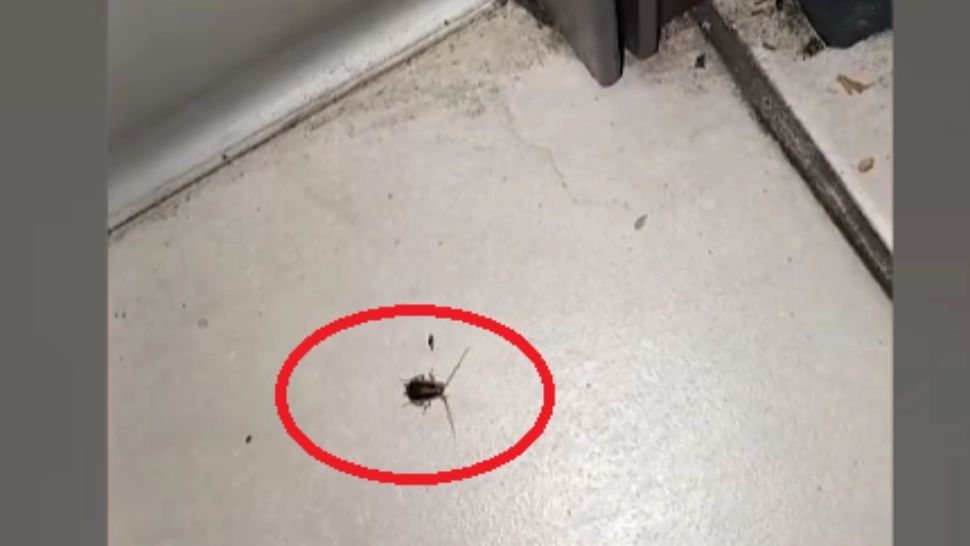 Fast food de unde copiii își cumpărau sandwich-uri pentru școală, închis de ANPC. Gândacii mișunau peste produse, mizerie de nedescris 