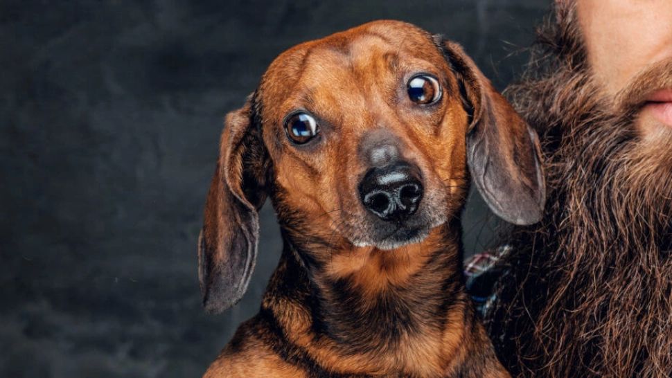 Bărbile lungi sunt mai murdare decât blana de câine. Rezultatele unui studiu care a pus pe jar bărboșii 