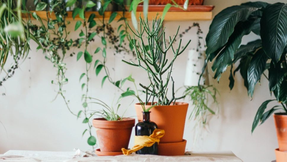 De ce este recomandat să pui chibrituri în ghivecele de flori? Casa ta se va transforma într-o oază de liniște și frumusețe - Truc uimitor 