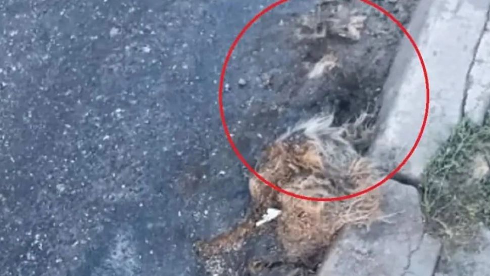 Sibiu: Asfalt turnat de drumari peste un câine mort!  - VIDEO