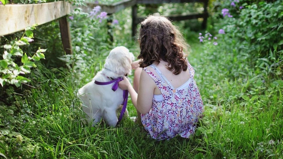 O fetiță pierdută într-o pădure a fost găsită dormind alături de câinii familiei. Unul se oferise să-i fie pernă