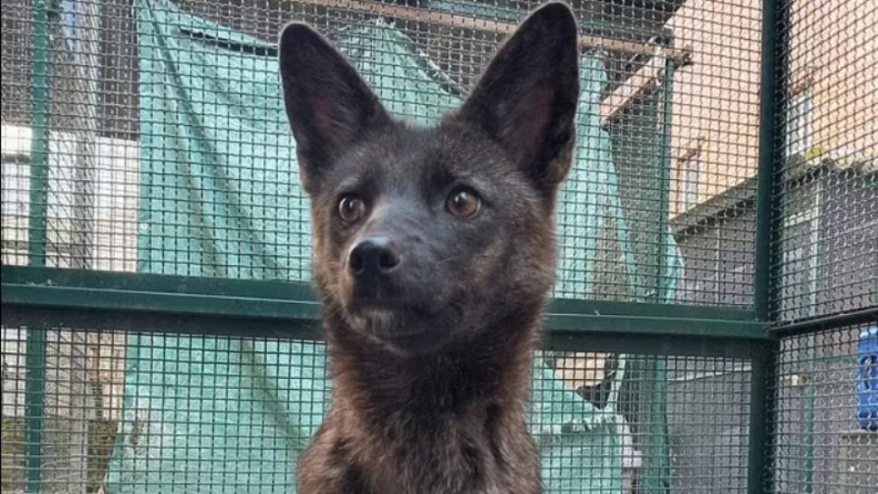 Primul hibrid din lume dintre un câine și o vulpe a fost descoperit în Brazilia. Animalul poartă amprentele genetice de la ambele specii