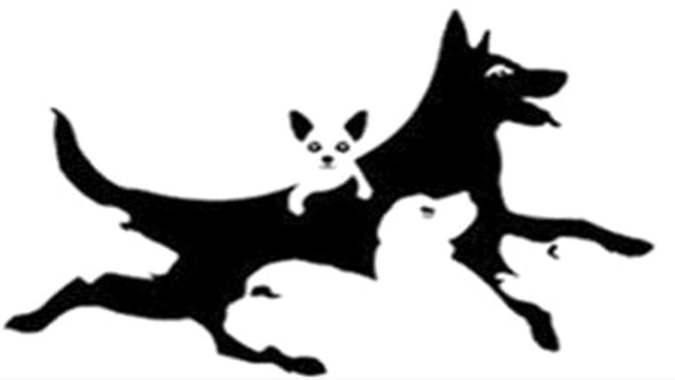 Tu câți câini vezi în imagine? Răspunsul dezvăluie un adevăr dureros despre tine 