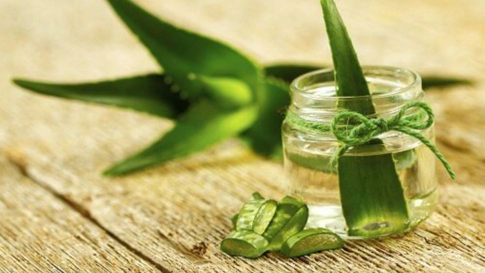 Cum se folosește Aloe Vera - „planta nemuririi”, leac cu peste 220 de vitamine, minerale, polizaharide