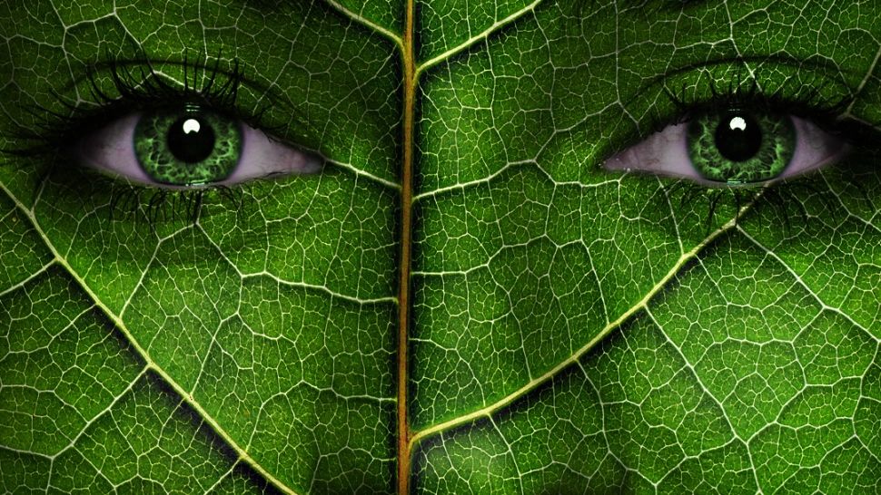 Test de personalitate. Cele mai importante trăsături de caracter, dezvăluite rapid de animalul pe care îl vezi prima oară