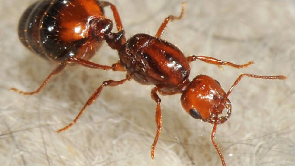 Furnicile roșii „de foc” au apărut în Europa. Specialiștii avertizează: dăunează culturilor şi pot infesta echipamentele electrice, inclusiv maşinile şi computerele 