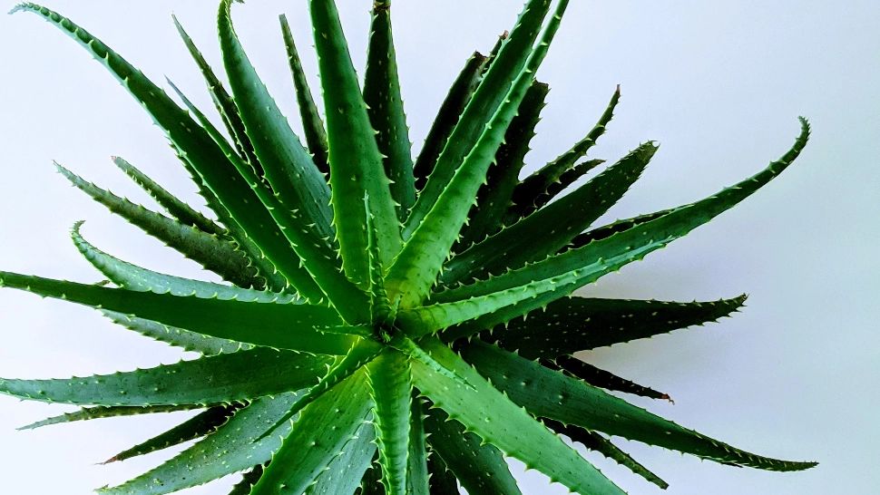 Cum să obții pielea de porțelan folosind aloe vera - Rezultatele sunt absolut uimitoare