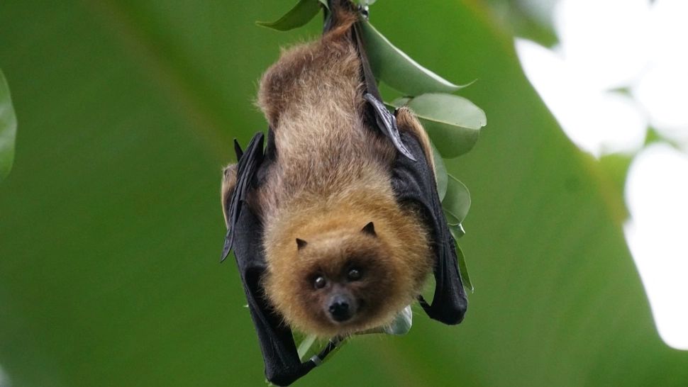 Cancerul ar putea fi combătut cu ajutorul...liliecilor. Sistemul lor imunitar de fier, cheia în succesul asupra maladiei