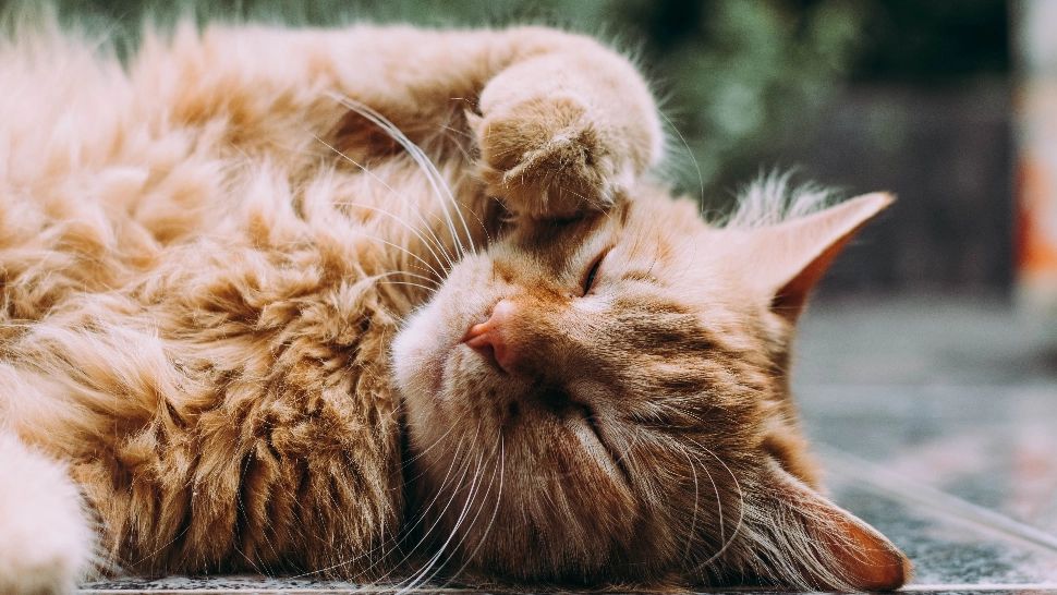 Pisicile, excelenți terapeuți. Îi ajută atât pe adulți, cât și pe copii - Top 4 beneficii majore 