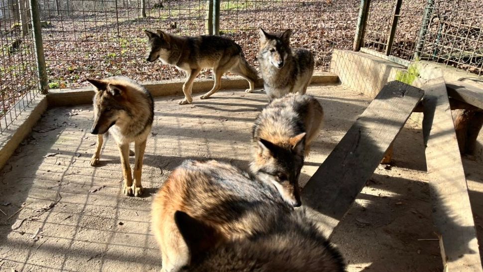 Scene de groază la Grădina Zoologică Sibiu. O fetiță de 8 ani a fost mușcată de un lup