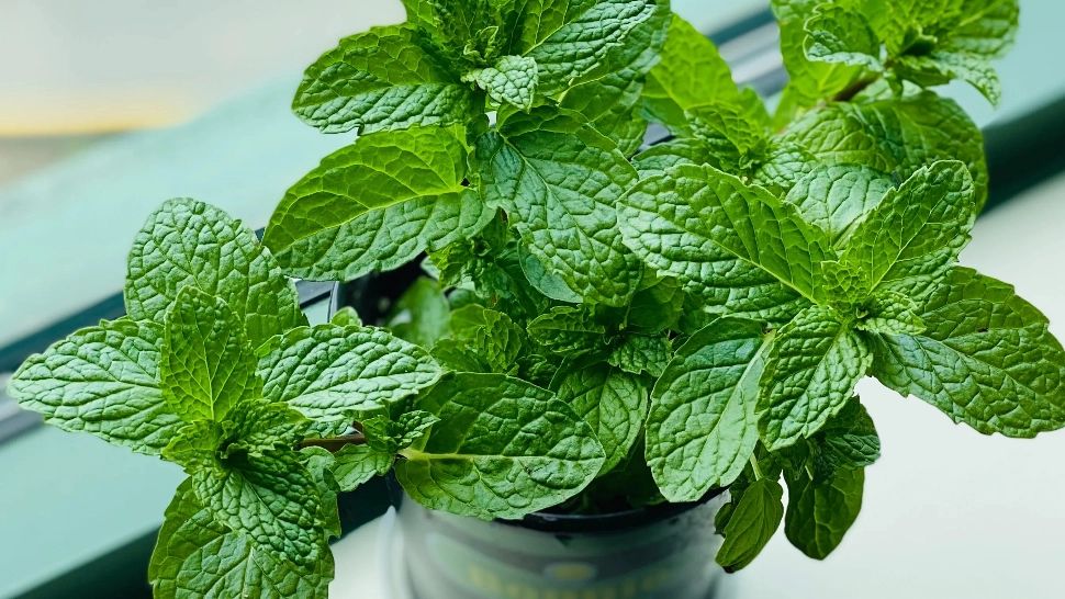 Plante ornamentale care țin la distanță țânțarii - Metode naturale de îndepărtare a insectelor