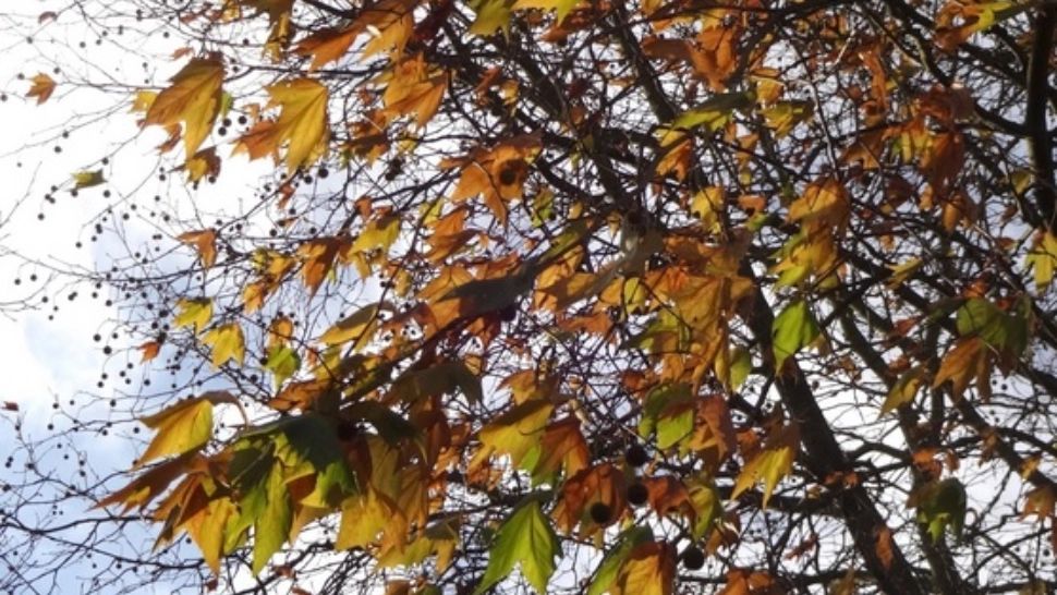 Directorul ANM: „Este posibil să consemnăm o lună septembrie 2023 printre cele mai călduroase din istoria măsurătorilor”