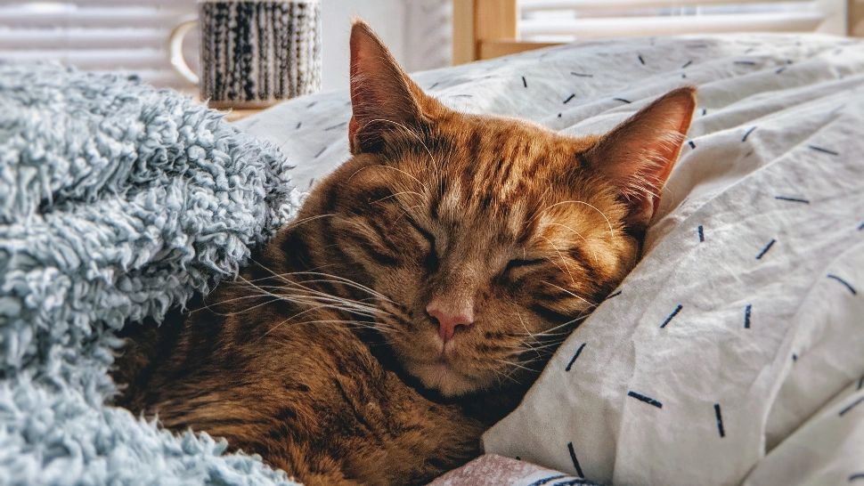 Cum scoatem părul de pisică din covoare și de pe mochetă? Soluții practice 