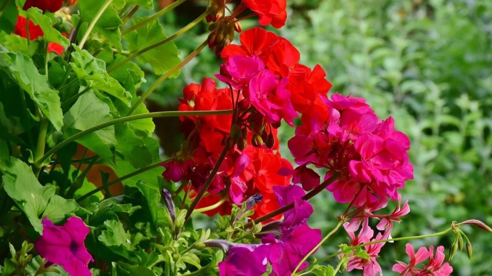 Vrei să ai mușcate de invidiat în balcon? Urmează aceste sfaturi simple și ieftine, pentru o înflorire rapidă