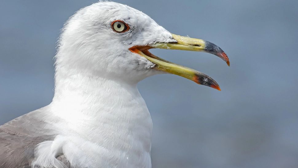 Pescărușii au băgat spaima în turiștii din Veneția. Păsările, descrise drept „nemiloase”, au ajuns să le smulgă mâncarea din mâini
