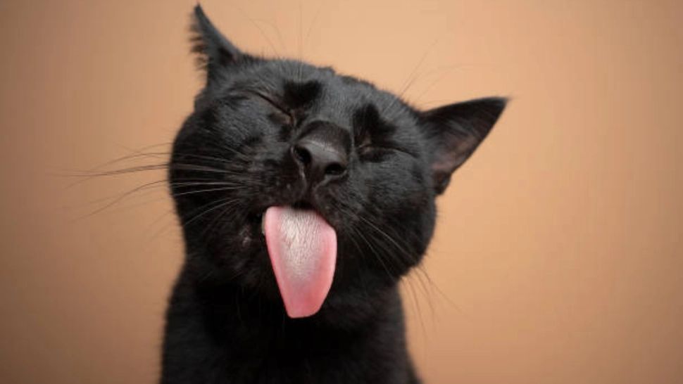 Cele mai des întâlnite 15 superstiții din România. Ce îi sperie pe români și îi face să se crucească