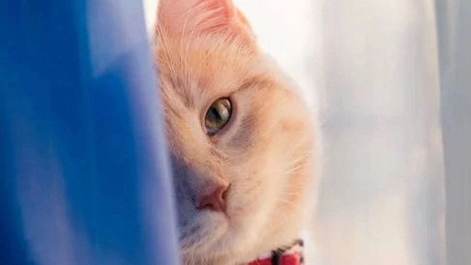 Super pisicile care au ajuns în Cartea Recordurilor: Cum arată pisica cu cea mai lungă coadă din lume sau cea mai înaltă pisică de pe Pământ