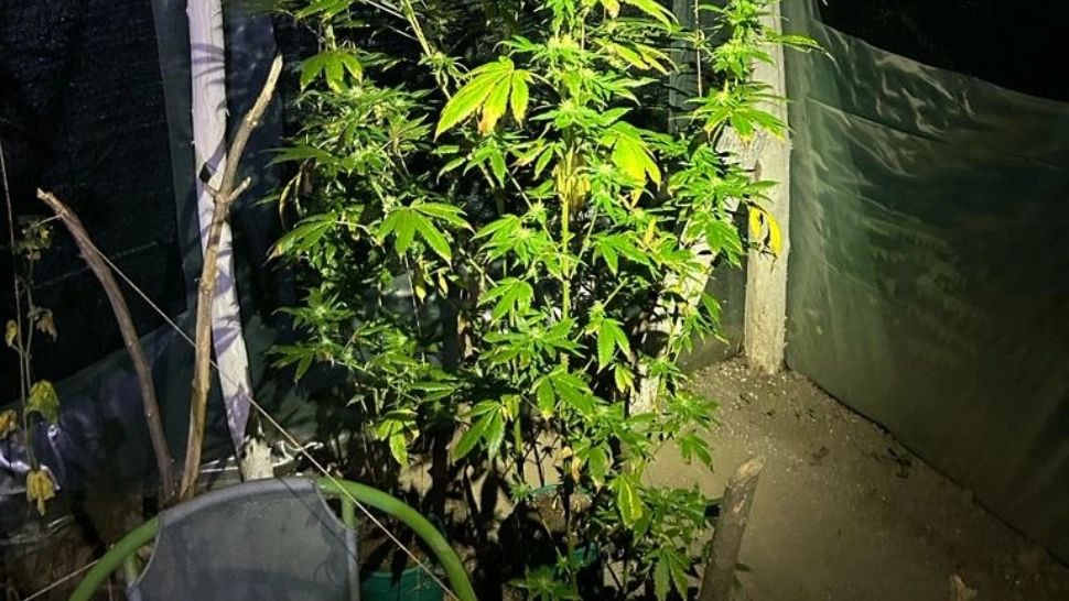 Cei doi profesori suspectaţi de trafic de droguri, arestaţi preventiv pentru 30 de zile. Sunt considerați capii rețelei de mare risc