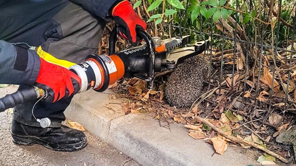 Un arici prea gras a rămas blocat într-un gard de sârmă - A fost nevoie de intervenția pompierilor: "Ne-a adus zâmbetul pe buze" - FOTO
