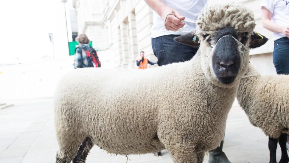 O turmă de oi a dat iama într-o cultură de CANABIS. Ce a urmat i-a speriat pe martori: "Nu știu dacă e de râs sau de plâns"