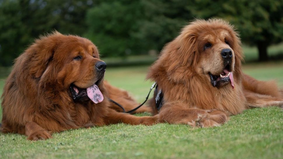 Top 5 cele mai scumpe animale de companie din lume. Cine se află pe primul loc - Un exemplar poate ajunge și la peste 1 milion de dolari