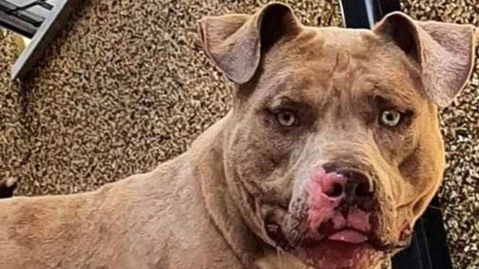 Premierul britanic cere interzicerea câinilor de luptă din rasa American XL. Astfel de câini se vând și în România