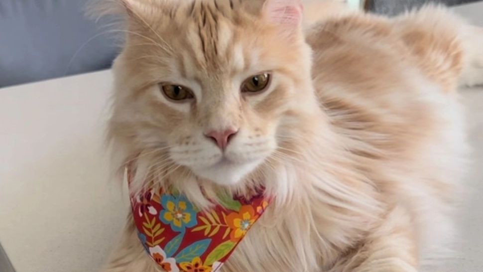 Când se tunde pisica? Este bine să o facem des?