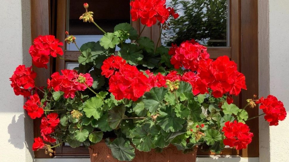 Care-i secretul florilor din grădinile botanice? Cum poți avea în casă cele mai frumoase mușcate