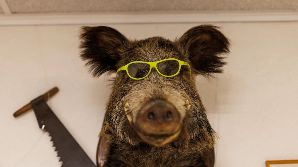 Misterul mistreților RADIOACTIVI din Germania, dezvăluit. Nu e vorba doar de Cernobîl