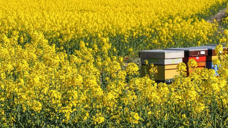 De ce este mierea de rapiţă atât de căutată. Motivele pentru care este considerată o adevărată comoară cu nutrienți