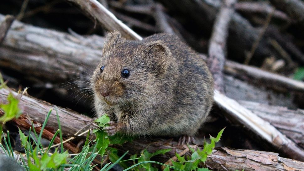 Problemele cu șoarecii și șobolanii devin istorie! Plantele minune care îi vor ține departe de casa ta pentru totdeauna