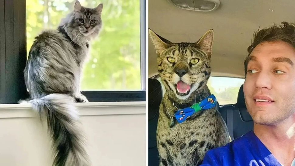 Se schimbă norme europene pentru bunăstarea animalelor. Cum trebuie transportate pisicile și câinii?