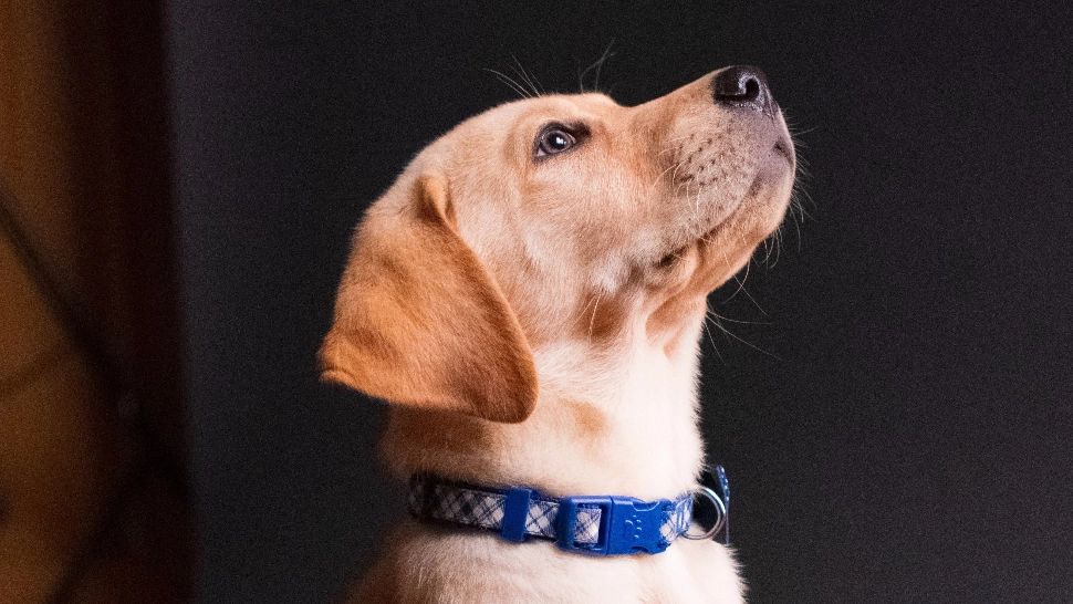 Câinele tău te urmărește prin casă ca o umbră? Explicația incredibilă din spatele acestui comportament