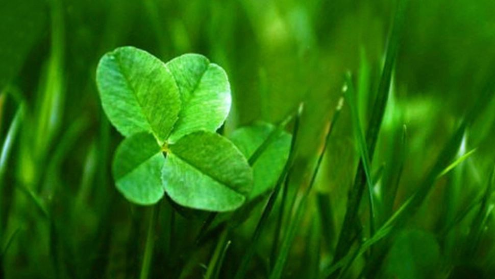 Cum poți să scapi de ghinion prin decorarea casei - 5 obiecte speciale prin care atragi norocul și abundența în viața ta