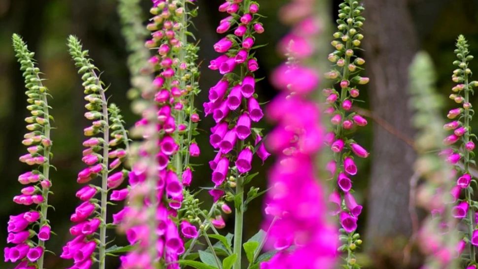 Floarea cu aspect gingaș „ce poate învia morții și ucide pe cei vii”. Este ca o armă cu două tăișuri!