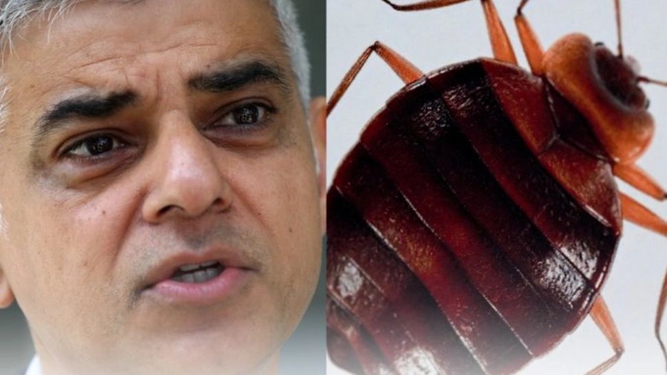 Invazia ploșnițelor ajunge în Anglia - Este alertă în Londra, unde autobuzele și camerele de hotel sunt acaparate de insectele parazite