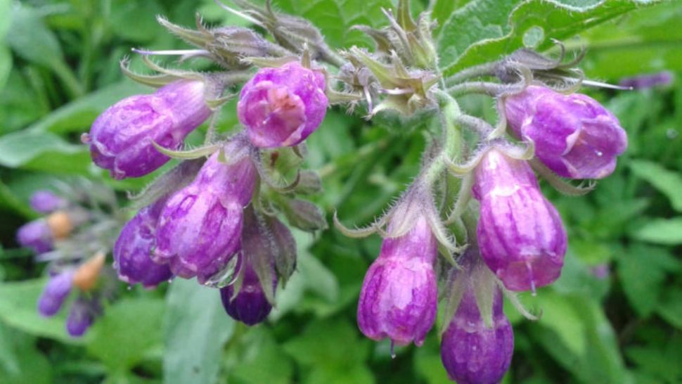 Planta pe care dacii o considerau sacră. Te protejează de 100 de boli si face miracole pentru stomac și plămâni