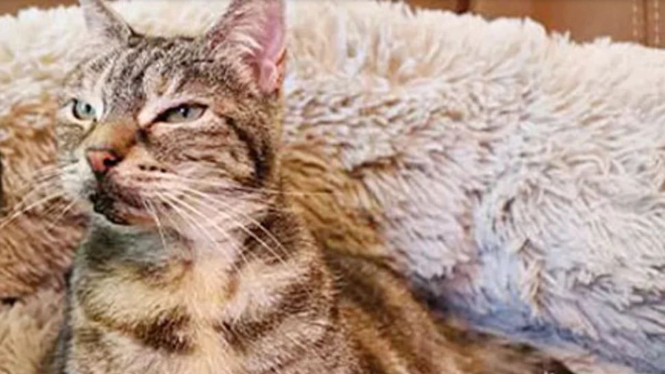 Motivul incredibil pentru care un motan din UK a ajuns în Cartea Recordurilor. A întrecut chiar și o maşină de spălat modernă!