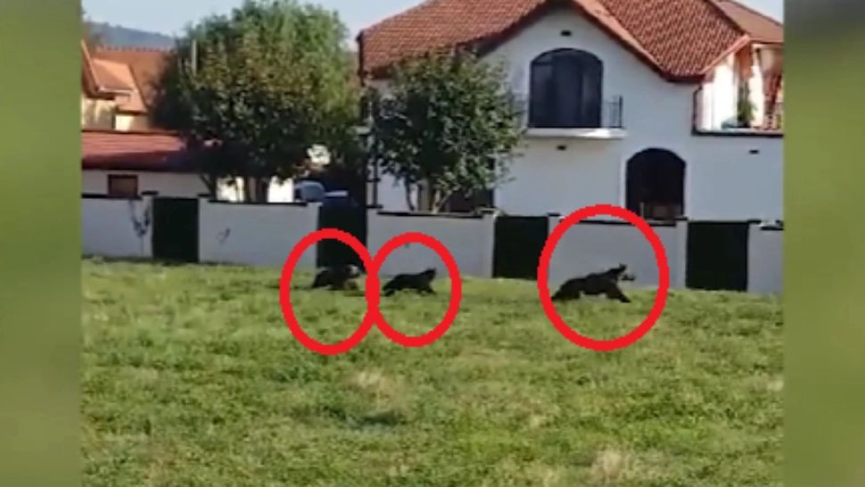 Ursoaică cu pui, fugărită de autorități, în Târgu Mureș. Animalele sălbatice au dat târcoale zonelor locuite, în plină zi 