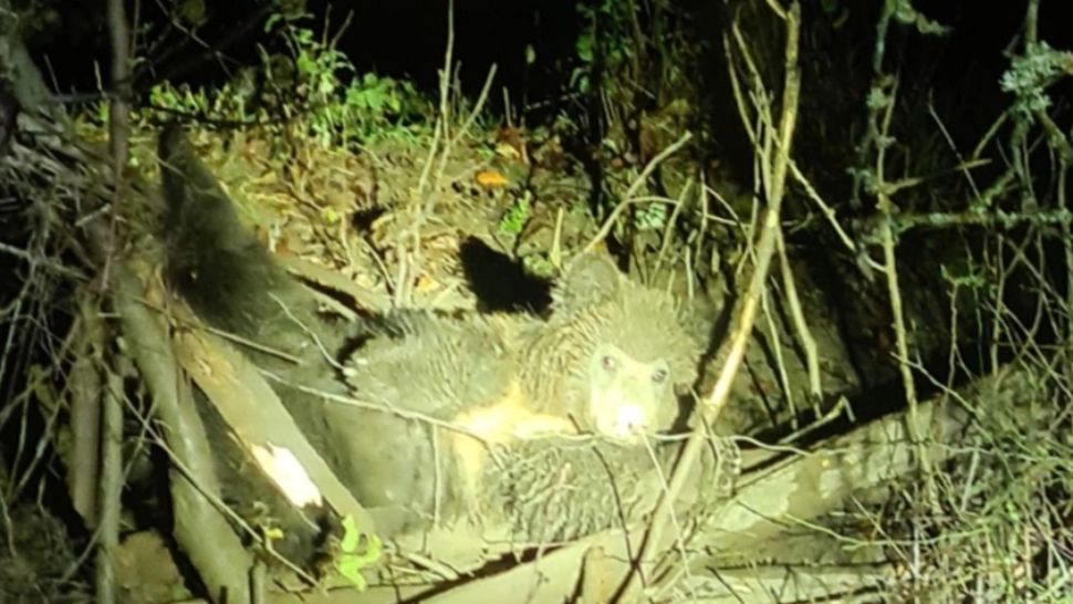 Ursoaică tranchilizată pentru a fi eliberată după ce a rămas blocată într-un gard de sârmă - Operațiune dificilă de salvare pentru jandarmi