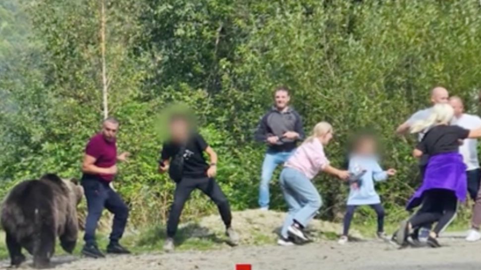 Inconștiență maximă pe Transfăgărășan! Un grup de turiști și-a adus copiii pentru o ședință foto improvizată cu ursul