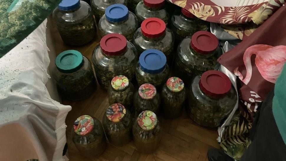 Plantație cu canabis, într-o seră din Dâmbovița, dezvoltată de un olandez - Ce au descoperit polițiștii la percheziții