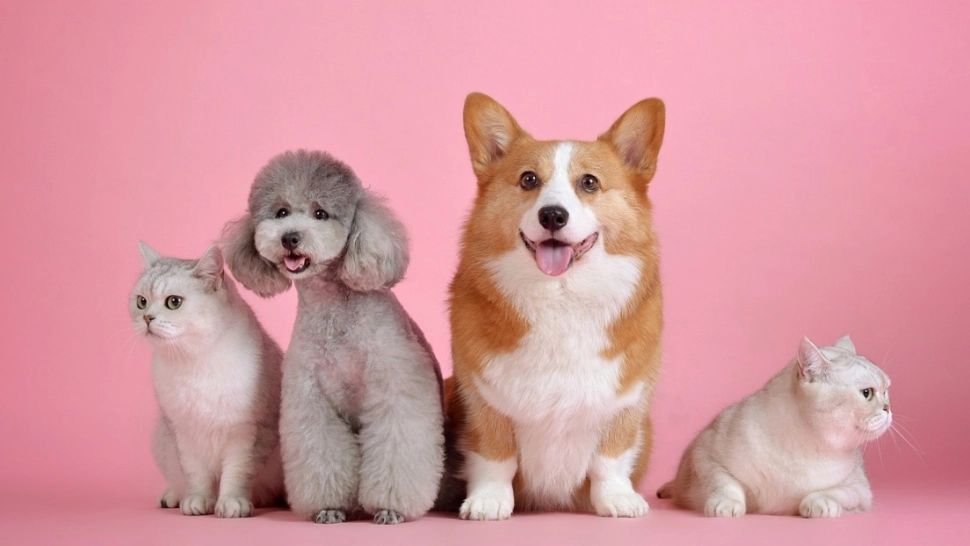 4 octombrie, Ziua Internațională a Animalelor