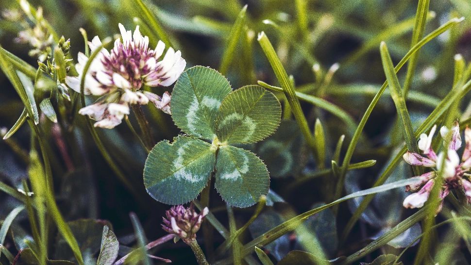 Cele mai norocoase zodii ale lunii noiembrie. Acești nativi au parte de protecție Divină 