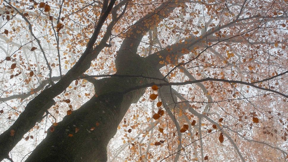 Cum va fi vremea în luna noiembrie - ANM a emis prognoza pe 4 săptămâni