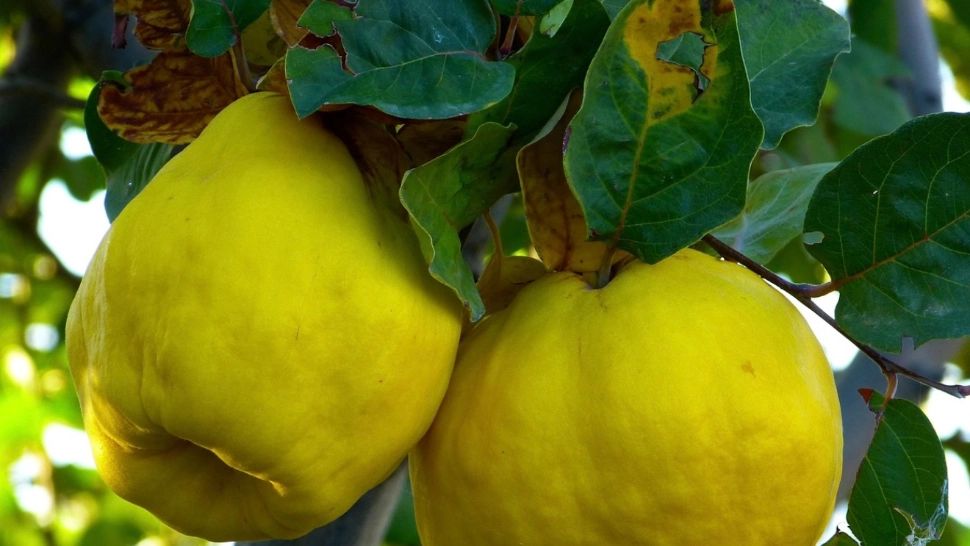 Păstrează peste iarnă frunzele de gutui! Din ele se face ceaiul care vindecă bolile ficatului