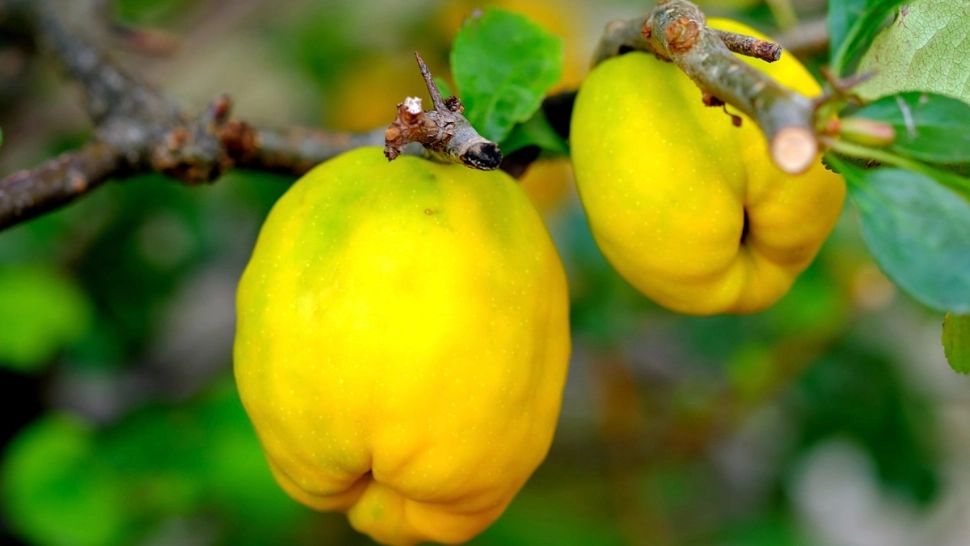 Beneficiile ceaiului de gutui: reface celulele ficatului și redă vederea