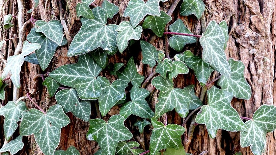 Un pericol în casă: Cele patru plante de apartament care pot provoca durere, probleme de respirație și vărsături