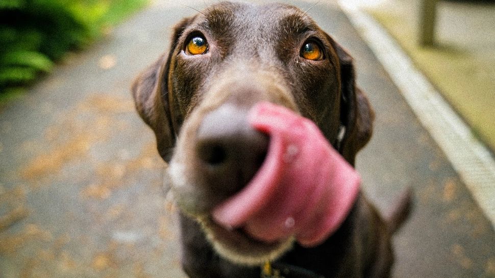 De ce își ling câinii stăpânii? Mesaj ascuns pe care doresc să ți-l transmită